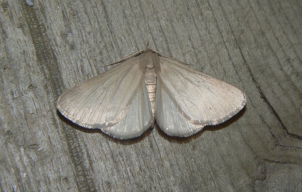 Immaculate Idia Moth
