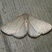 Immaculate Idia Moth - Photo (c) Daniel Glaeske, some rights reserved (CC BY-NC)