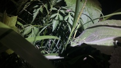 Pseudosermyle tridens