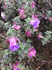 Eremophila rotundifolia