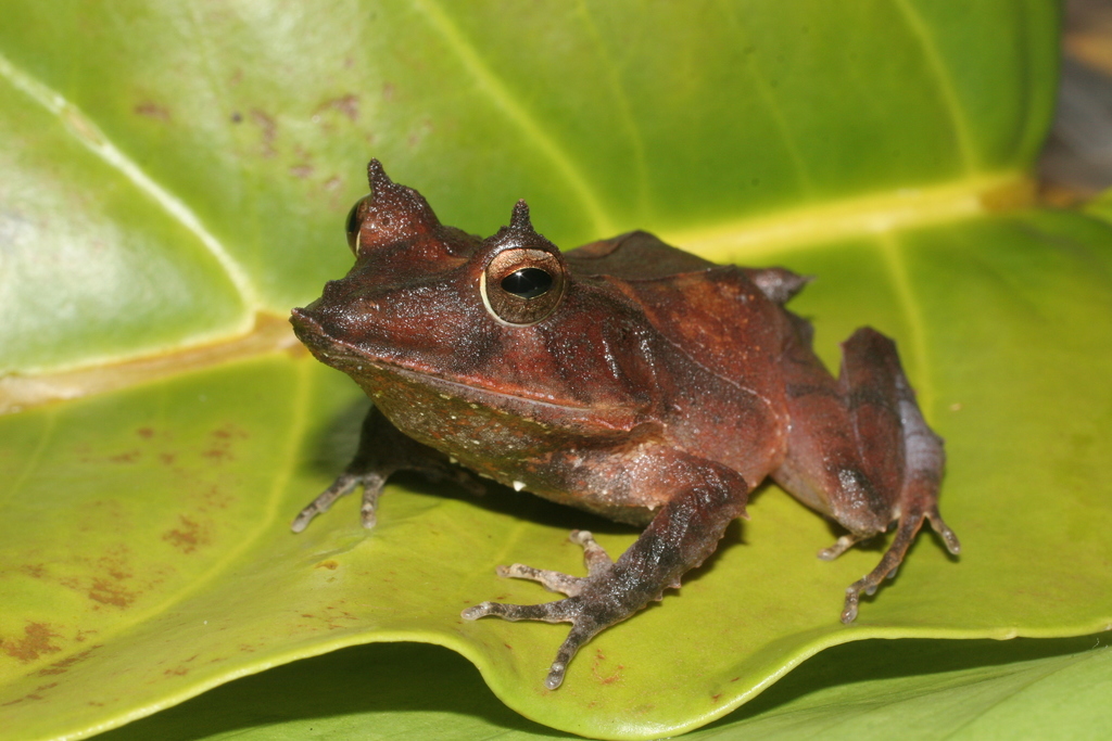 Guenther's Triangle Frog