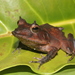 Solomon Islands Leaf Frog - Photo (c) jeffweinell, some rights reserved (CC BY-NC), uploaded by jeffweinell
