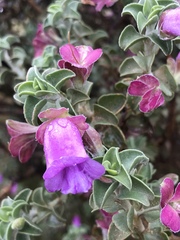 Eremophila rotundifolia