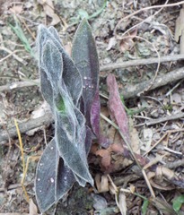 Tradescantia sillamontana