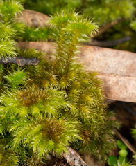 Mniodendron colensoi