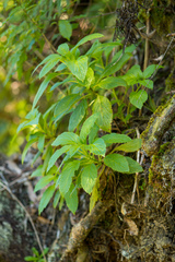 Lobelia physaloides