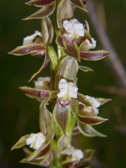 Prasophyllum australe
