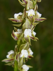 Prasophyllum australe