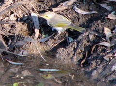 Ptilotula penicillata