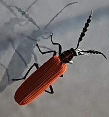 Pseudolycus torridus