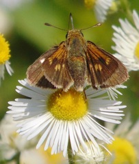 Polites themistocles