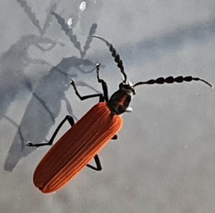 Pseudolycus torridus