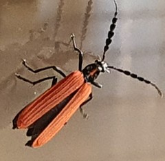 Pseudolycus torridus