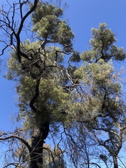 Lysicarpus angustifolius