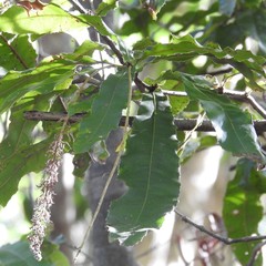Macadamia tetraphylla