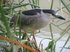 Nycticorax nycticorax