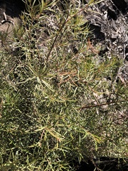 Lysicarpus angustifolius