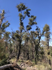 Lysicarpus angustifolius