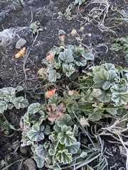 Geum coccineum