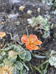 Geum coccineum