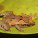 Fauro Sticky-toed Frog - Photo (c) jeffweinell, some rights reserved (CC BY-NC), uploaded by jeffweinell