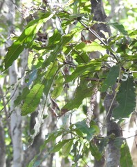 Macadamia tetraphylla