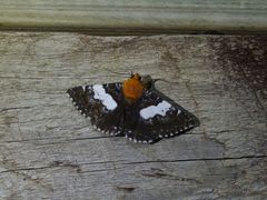 Buzara latizona