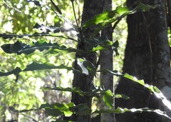 Macadamia tetraphylla