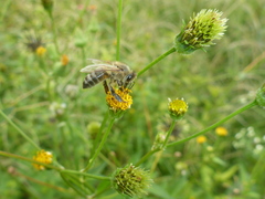Apis mellifera