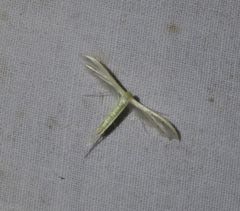 Pterophorus albidus
