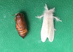 Spilarctia