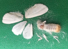 Spilarctia
