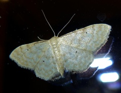 Idaea fuscovenosa