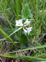 Cardamine polemonioides