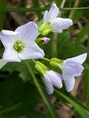 Cardamine polemonioides