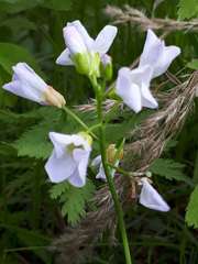 Cardamine polemonioides