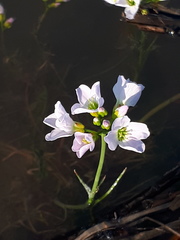 Cardamine polemonioides