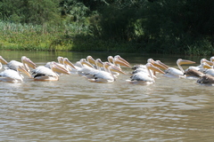 Pelecanus onocrotalus