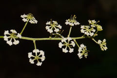Veratrum hybridum