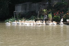 Pelecanus onocrotalus