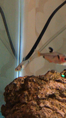 Hyphessobrycon eques