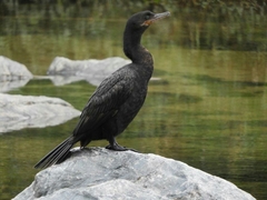 Nannopterum brasilianum brasilianum