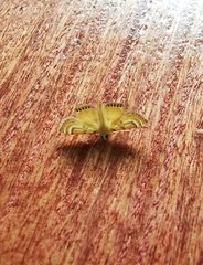 Cataclysta angulata