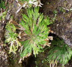 Selaginella pilifera