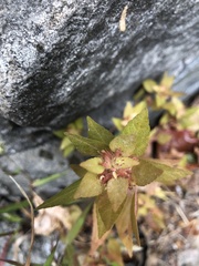Acalypha