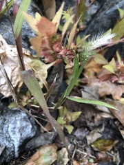 Acalypha