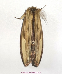 Truncaptera meridionalis
