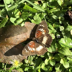 Junonia sophia