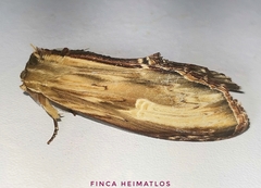 Truncaptera meridionalis