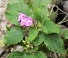 Scutellaria seleriana